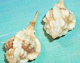 32.3mm 10,000 Island Collected Vokesimurex Rubidus ROSE MUREX Shell, Seashell w/ MOTTLED Coloring