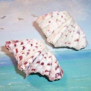 Peut inclure: Deux coquillages avec un motif blanc et bordeaux. Les coquillages ont une forme en éventail avec des crêtes et sont placés sur un fond de scène océanique peinte avec des oiseaux.