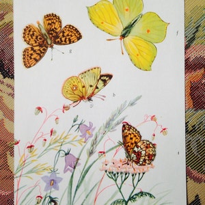 Colorful Vintage German Butterfly prints random selection of 3 image 2