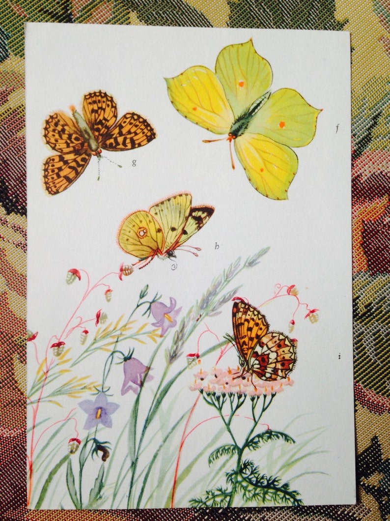 Colorful Vintage German Butterfly prints random selection of 3 image 2