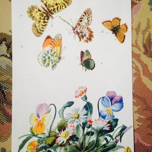 Colorful Vintage German Butterfly prints random selection of 3 image 3