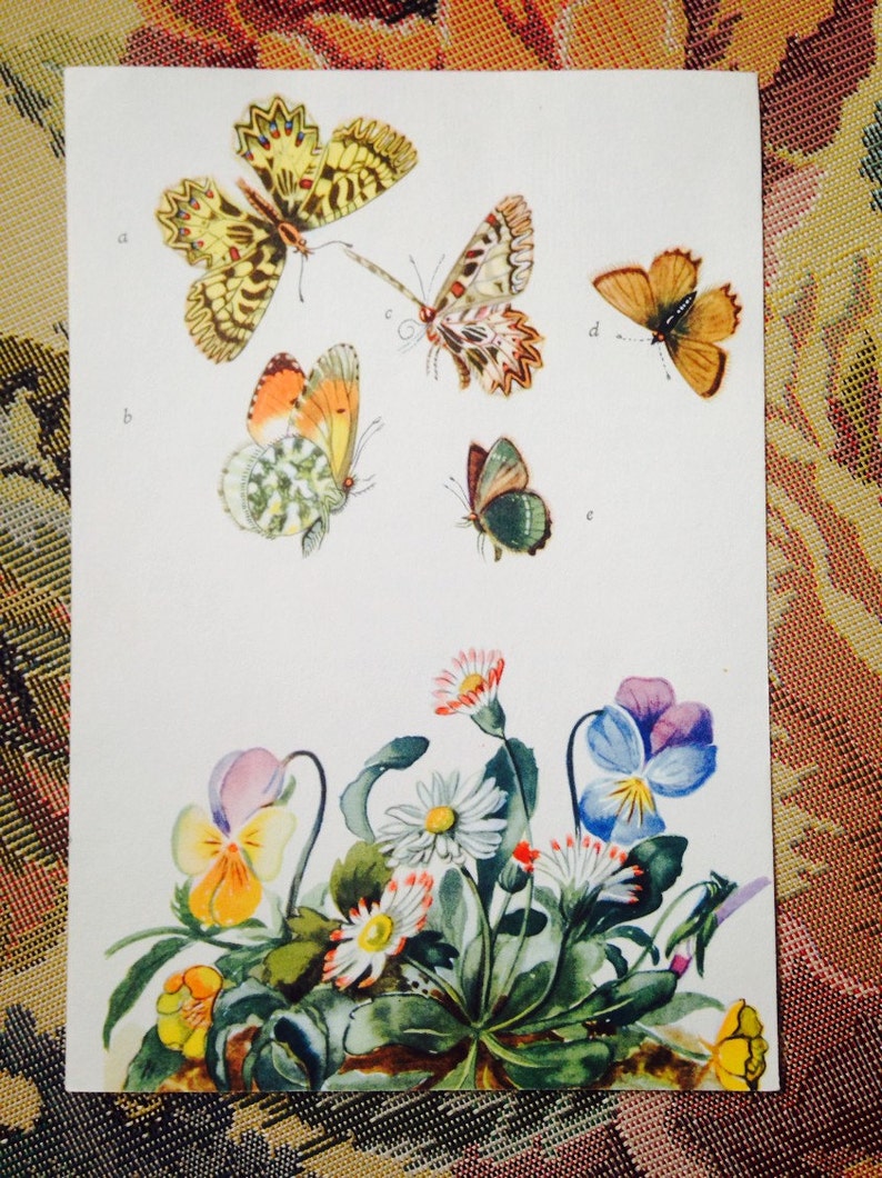 Colorful Vintage German Butterfly prints random selection of 3 image 3