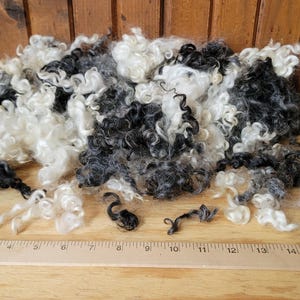 May include: A pile of raw, curly wool fibers in shades of black, white, and gray. The wool is arranged on a wooden surface with a ruler showing measurements in inches. The fibers have a soft, textured appearance, suitable for crafting.