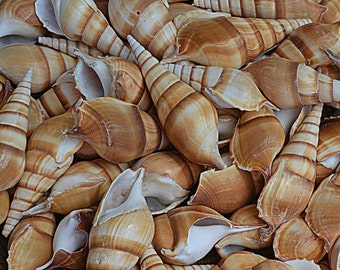 Sea shells