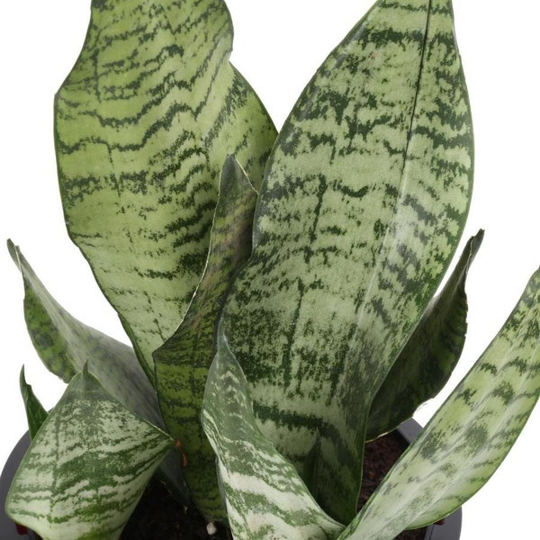Snake Plant  | House Plant | Sansevieria | Easy Indoor/Outdoor Plant | Low Maintenance | House Plant Clipping | Tropica l from Florida