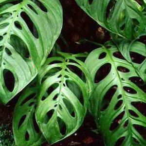 Monstera Adansonii &quot;Swiss Cheese Vine&quot; | 2 Cuttings | BEAUTIFUL Tropical Vine | Easy Care | Outdoor/Indoor