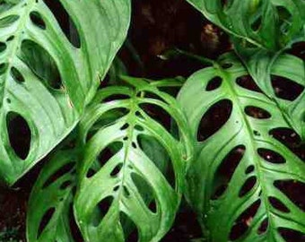May include: Close-up of a large, green, tropical plant with large, deeply lobed leaves. The leaves have many holes and are arranged in a layered pattern.