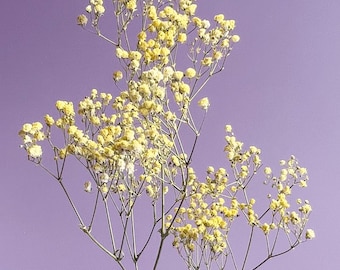 Yellow Gypsophila Dried Flower Bunch - Dyed