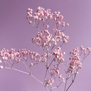 Ramo de flores secas de gypsophila de color rosa claro - Teñido