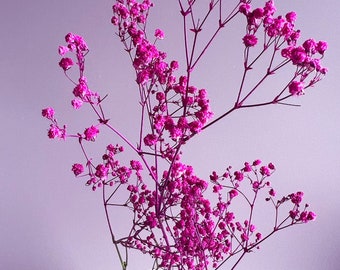 May include: A white ceramic vase with a pink flower arrangement. The flowers are small and delicate, with a cluster of pink blooms at the top of each stem.