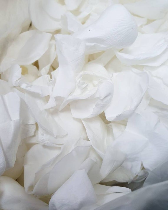 Pétalos de Rosa Blanca / Confeti Biodegradable