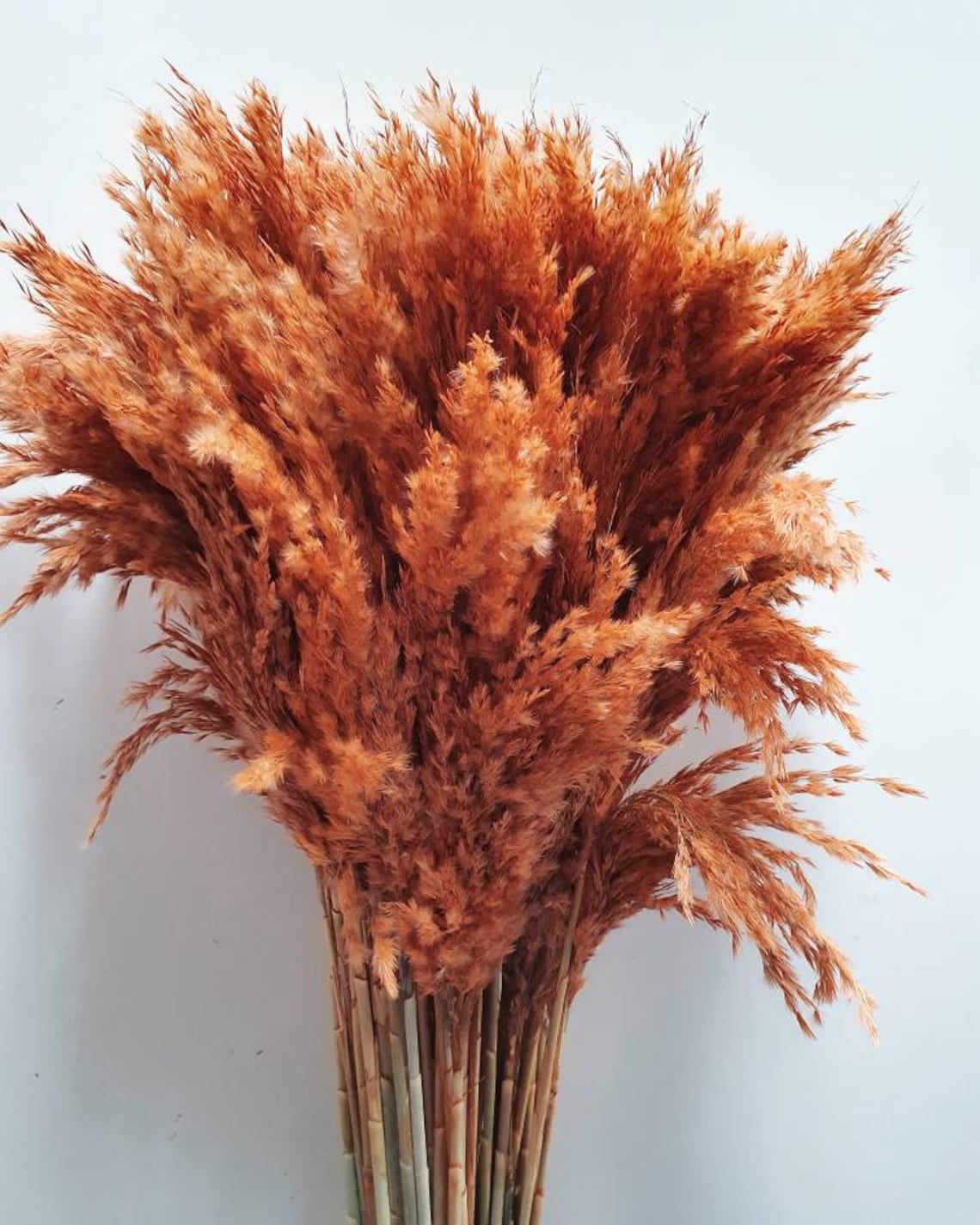 Burnt Orange Pampas grass Dried Flowers Rustic Home Etsy