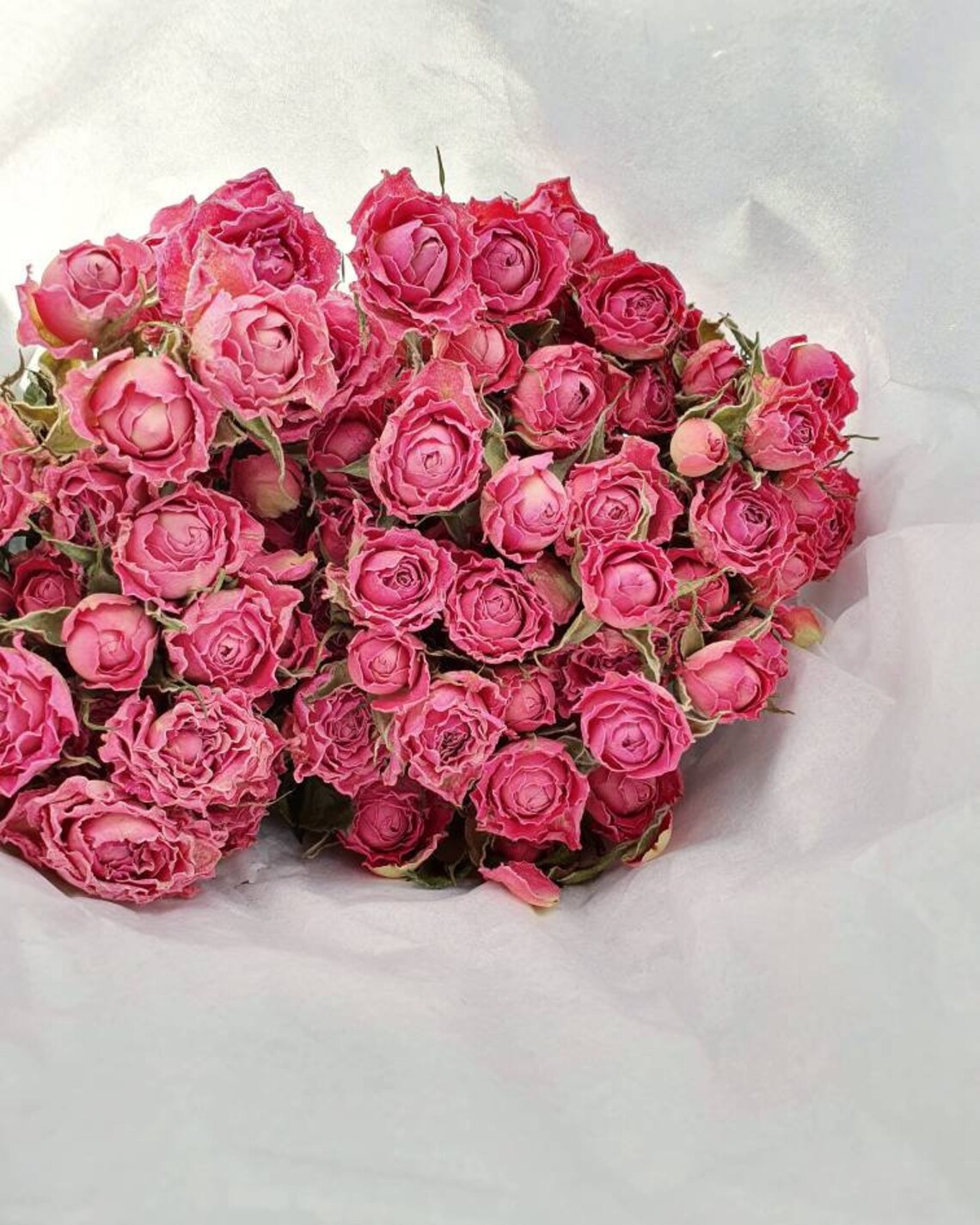 Dried Spray Roses Natural Light Pink Bunch Etsy