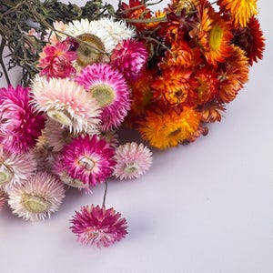 Light Pink & Orange Helichrysum Dried Flower Bunch - British Grown