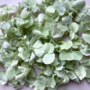 Natural Dusty Green Hydrangea Petal, Real Flower Wedding Confetti