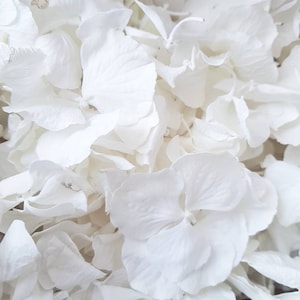 White Hydrangea Petals, Freeze Dry Real Flower Wedding Confetti