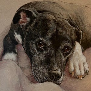 Puede incluir: Dibujo detallado de un perro blanco y negro con ojos marrones. El perro est&aacute; acostado, apoyando la cabeza sobre una superficie rosa claro. El pelaje del perro es detallado y el dibujo tiene una calidad suave y realista.
