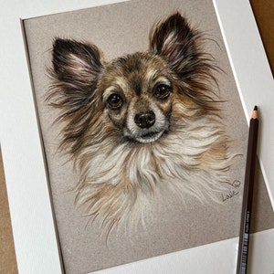 Puede incluir: Dibujo detallado a l&aacute;piz de color de un perro Chihuahua, enmarcado en un passe-partout blanco. El perro tiene pelaje marr&oacute;n y blanco, con ojos grandes y expresivos. Un l&aacute;piz de color marr&oacute;n descansa sobre el passe-partout.