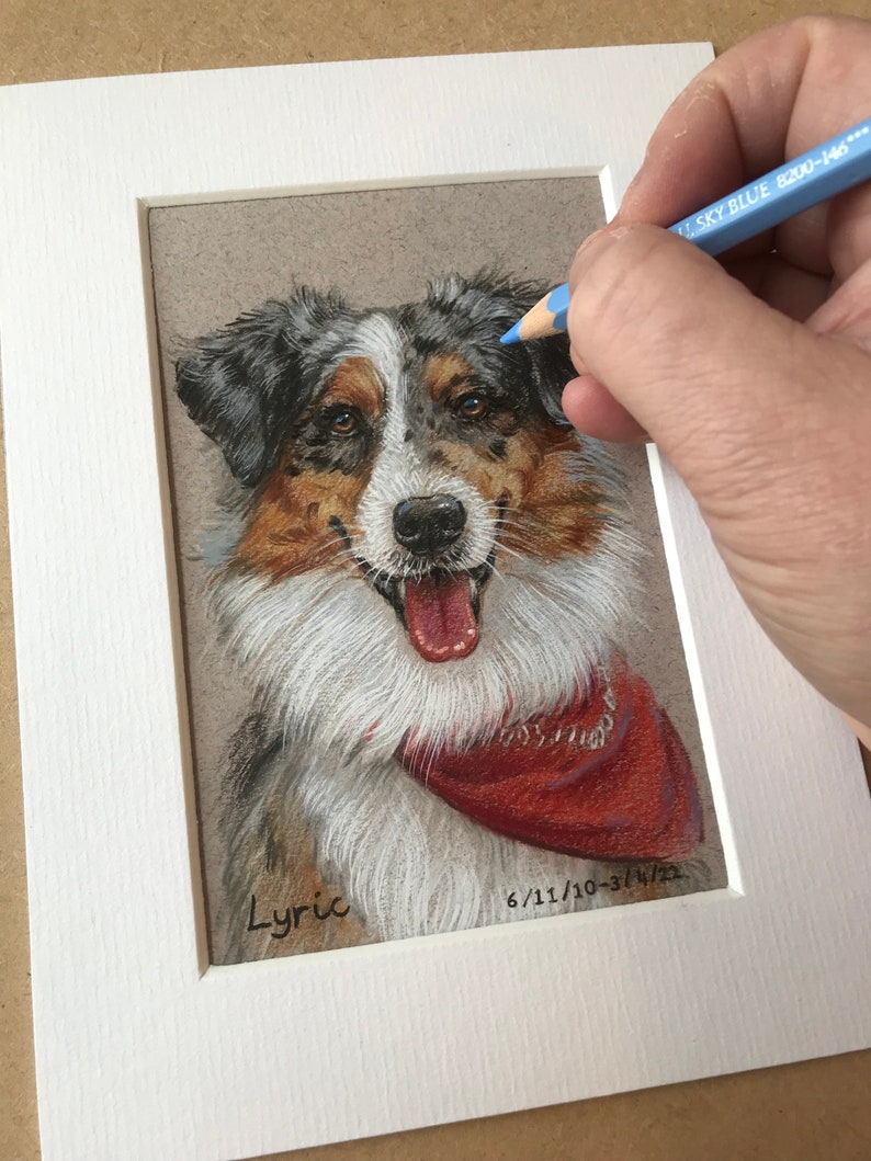 Puede incluir: Retrato detallado a l&aacute;piz de color de un perro, enmarcado en blanco. El perro tiene un pa&ntilde;uelo rojo y se llama "Lyric". El artista est&aacute; usando un l&aacute;piz de color azul para agregar detalles al pelaje del perro. El pelaje del perro es blanco, negro, marr&oacute;n y beige.