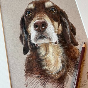 Puede incluir: Retrato detallado a l&aacute;piz de color de un perro con pelaje marr&oacute;n y beige, una nariz marr&oacute;n y ojos expresivos. La obra de arte est&aacute; enmarcada en blanco, con un l&aacute;piz de color p&uacute;rpura en el lateral.