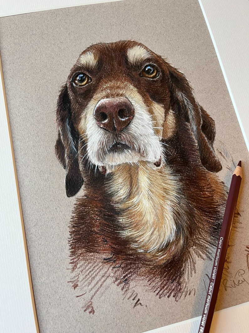 Puede incluir: Retrato detallado a l&aacute;piz de color de un perro con pelaje marr&oacute;n y beige, una nariz marr&oacute;n y ojos expresivos. La obra de arte est&aacute; enmarcada en blanco, con un l&aacute;piz de color p&uacute;rpura en el lateral.