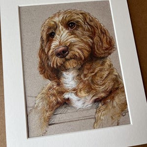 Puede incluir: Dibujo a l&aacute;piz de color de un perro Labradoodle, enmarcado en un passe-partout blanco. El perro tiene pelaje marr&oacute;n y blanco, una nariz rosada y ojos marrones expresivos. La obra captura la expresi&oacute;n suave del perro.