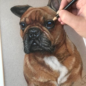 Puede incluir: Dibujo a l&aacute;piz de color de un bulldog franc&eacute;s. El perro tiene pelaje marr&oacute;n con detalles negros en las orejas y el hocico, y una mancha blanca en el pecho. Una mano sostiene un l&aacute;piz, agregando detalles al ojo del perro.