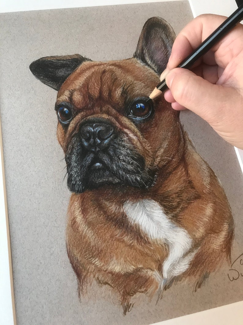 Puede incluir: Dibujo a l&aacute;piz de color de un bulldog franc&eacute;s. El perro tiene pelaje marr&oacute;n con detalles negros en las orejas y el hocico, y una mancha blanca en el pecho. Una mano sostiene un l&aacute;piz, agregando detalles al ojo del perro.