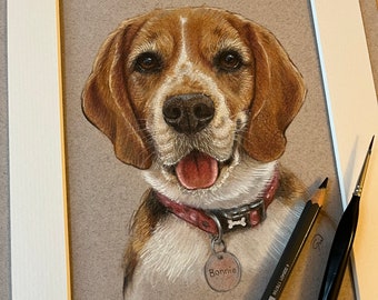 Pet portraits, custom hand drawn dog portrait sketch in watercolour pencil crayons, from photographs