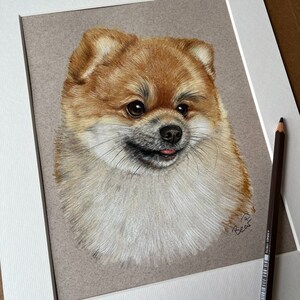 Puede incluir: Dibujo detallado a l&aacute;piz de color de un perro Pomerania. La obra presenta un perro esponjoso, marr&oacute;n claro y crema, con una expresi&oacute;n feliz, sobre un fondo neutro dentro de un passe-partout blanco. Un l&aacute;piz marr&oacute;n descansa sobre el passe-partout.
