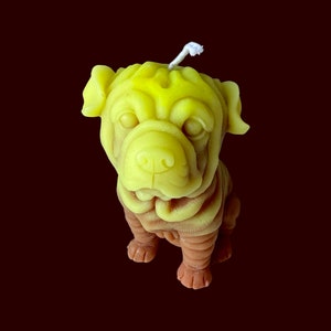 Adorable furry wrinkles…The Shar-PEI