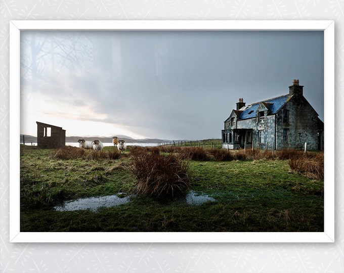 Isle of Lewis, Scotland, Rams