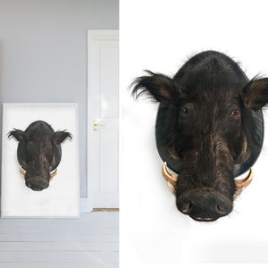 Print,  Wild Boar, Taxidermy