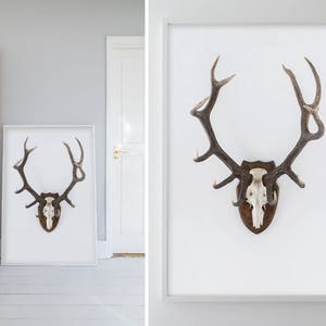 Print, Antlers, Taxidermy