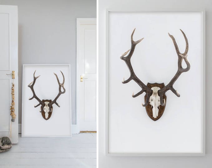 Featured listing image: Print, Antlers, Taxidermy
