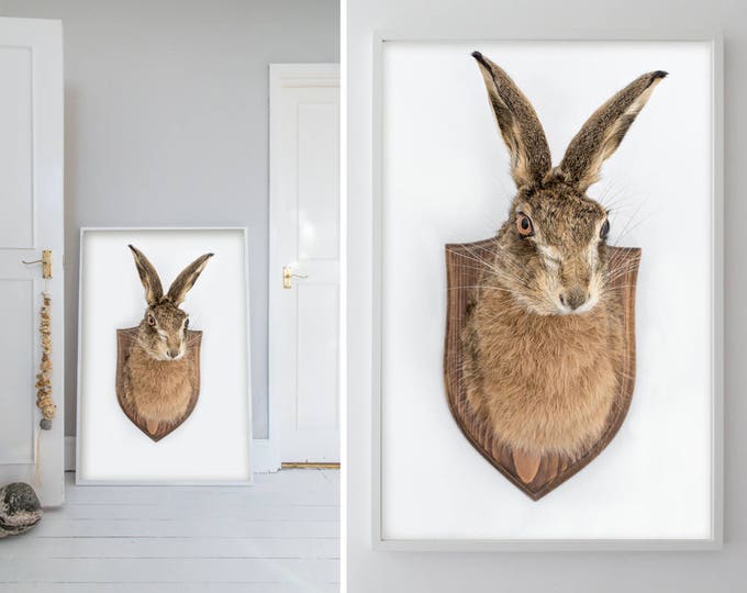 Print,  Hare, Taxidermy