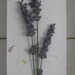 Lavender Herbarium