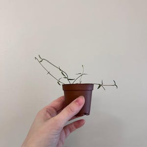 May include: A small, brown plastic nursery pot containing a trailing plant with thin, reddish-brown stems and small, pointed green leaves. The plant has several delicate, slender vines extending outward from the center of the container.