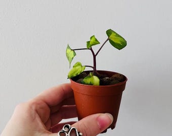 Variegated German Wax Ivy - Starter Plant - Shipped in Sphagnum Moss