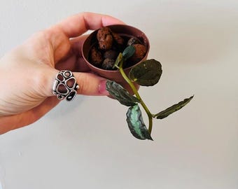 large rubber tree Burgundy Rubber Tree: Ficus - 17