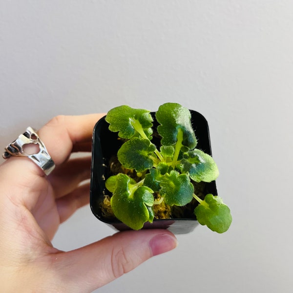 Variegated African Violet Biscayne Trail Plant