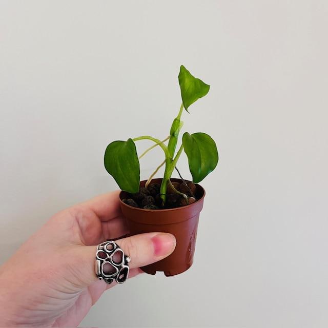 philodendron soil Philodendron Soil Mix - Custom Soil main image 0
