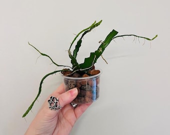 Ric Rac Cactus - Starter Plant - Shipped in Sphagnum Moss