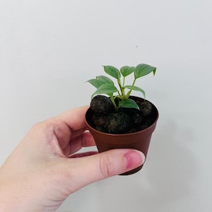 Philodendron Sodiroi Plant