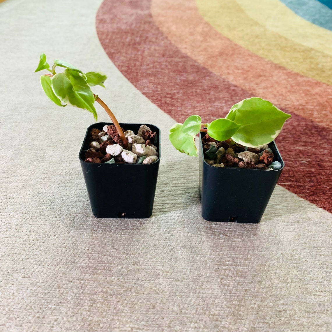 Variegated Cupid Peperomia Starter Plant Etsy