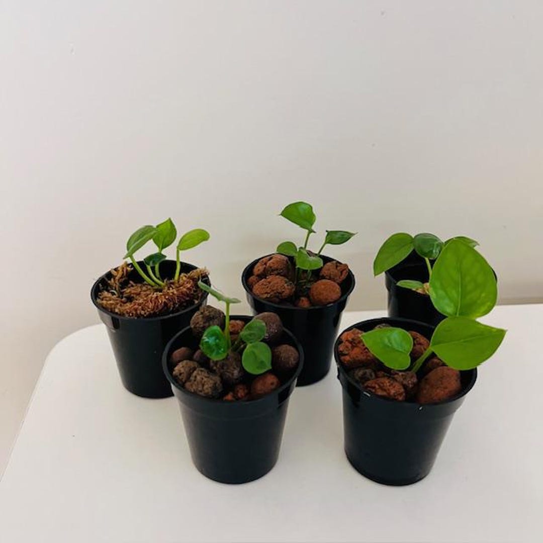 Pothos Plant Bundle - Etsy