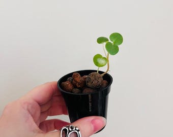 Philodendron Frits-wentii - Starter Plant - Shipped in Sphagnum Moss - Etsy