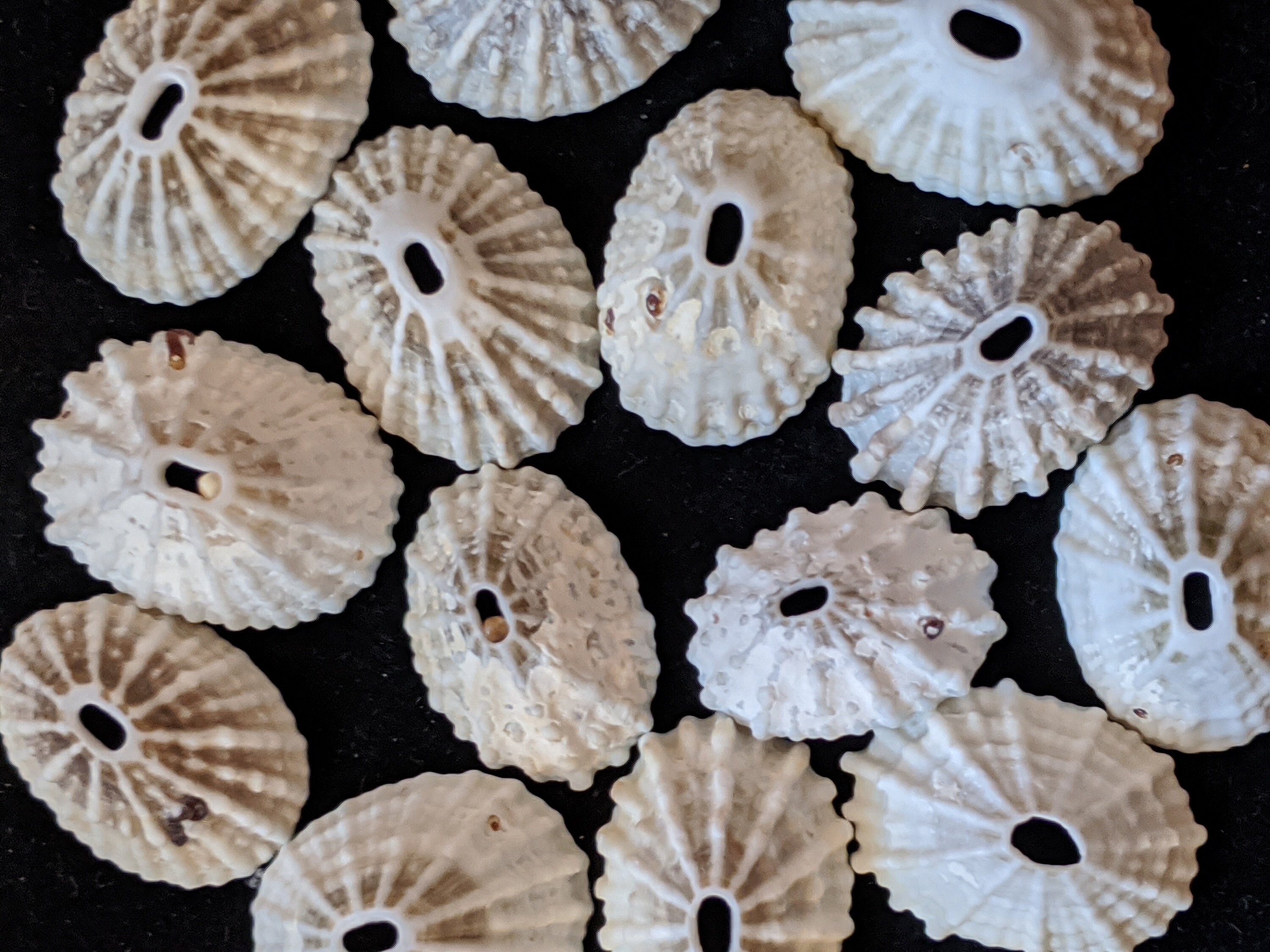 Limpets 25 Keyhole Limpet Barbados ivory white keyhole Etsy