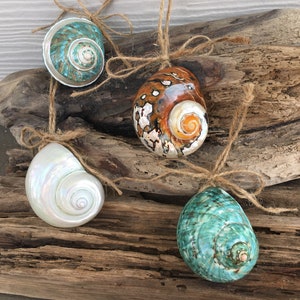 Beach Decor, Beach Ornament, Coastal Ornament, Shell Ornament, Seashell Ornament, Seashell Christmas Ornament