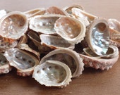 Beach Decor, Seashells, Shells, Home Decor, Craft Shells, Natural Haliotis Vulcanicus Abalone Shells